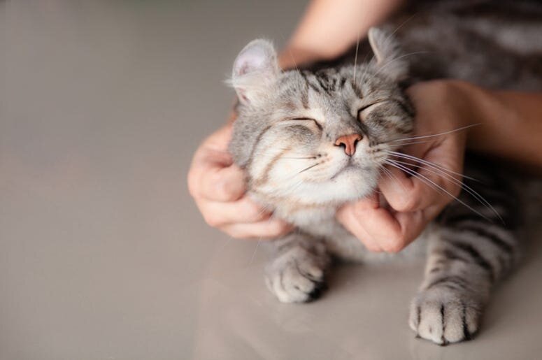 Cat_775x515_6.jpg