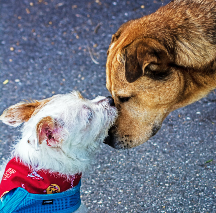 tabby-dig-cat-dog-dating-app.png